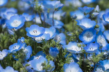 Carpet of Nemophila, or baby blue eyes flower