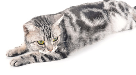 cat on white background.