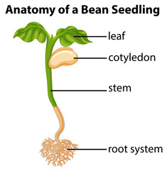 Anatomy of bean seedling on chart - obrazy, fototapety, plakaty