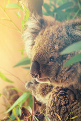 Koala portrait. Toned colors. Image done in vintage retro instagram style.