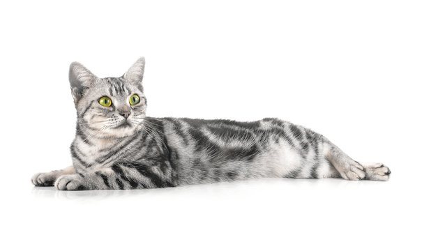 cat on white background.