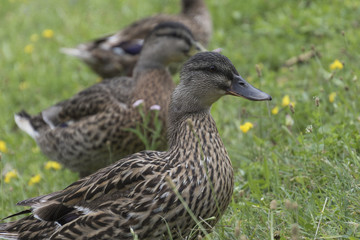 duck on lake