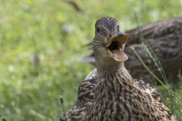 duck on lake