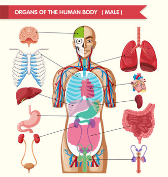 Chart showing organs of human body