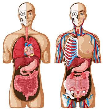Human anatomy model with different systems