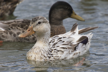 duck on lake
