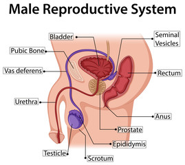 Fototapeta premium Diagram showing male reproductive system