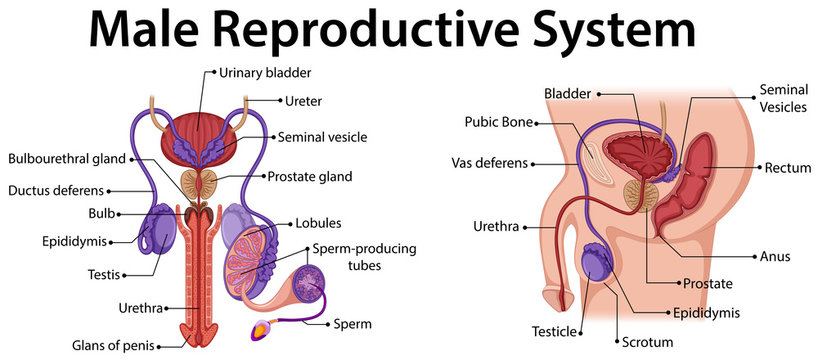 Imágenes de Male Reproductive System: descubre bancos de fotos,  ilustraciones, vectores y vídeos de 7,737 | Adobe Stock