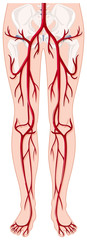 Blood vessels in human body