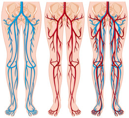 Diagram showing blood vessels in human
