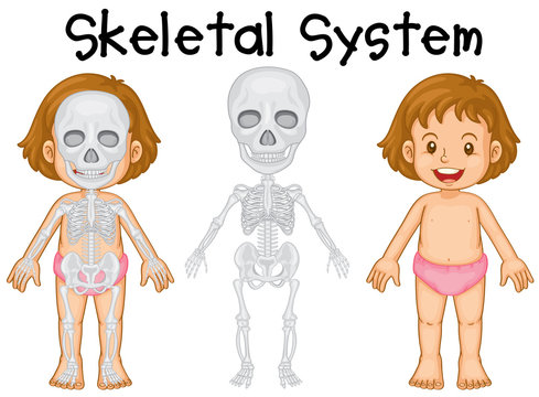 Little girl and skeletal system