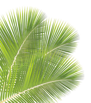 Coconut leaf isolated on white background