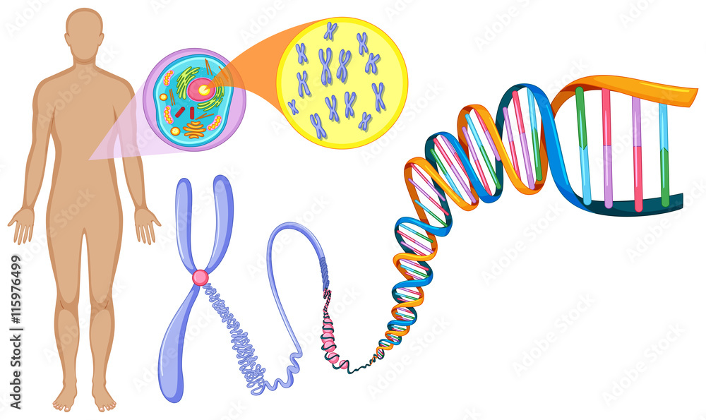 Wall mural human dna in close up