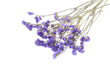 Dry statice flower on white background