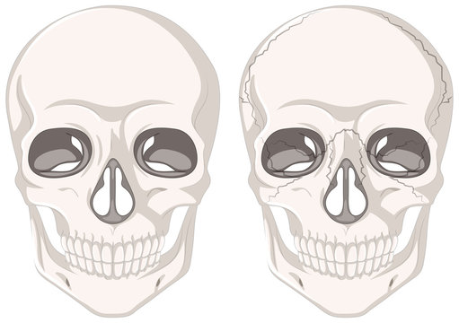 Human skulls on white background