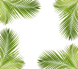 Fototapeta na wymiar Green palm leaves frame isolated on white background