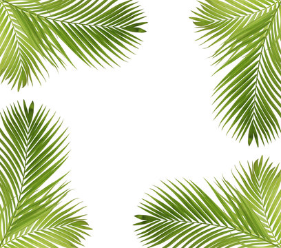 Green palm  leaves frame isolated on white background