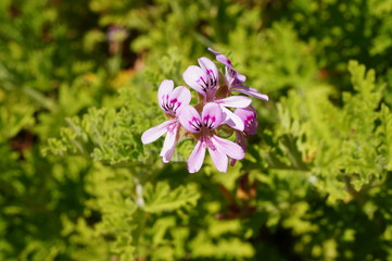 Pink flowers of citronella geranium (pelargonium odorantissimum)