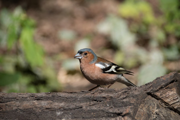 Buchfink auf Baumstamm mit Futter am Schnabel