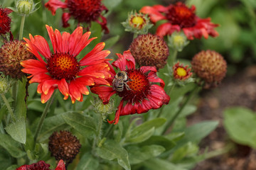 The bumblebee sat down on a flower