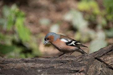 Buchfink auf Baumstamm mit Futter im Schnabel