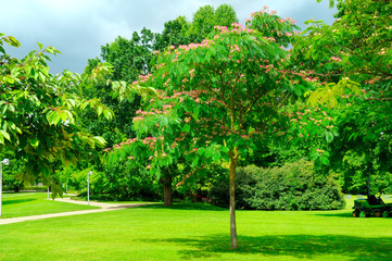 park, green meadow and blue sky