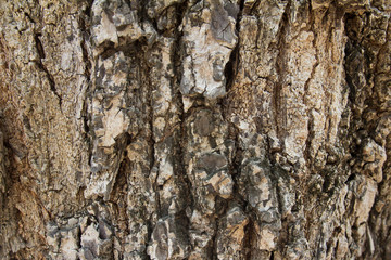 Old brown wood texture background