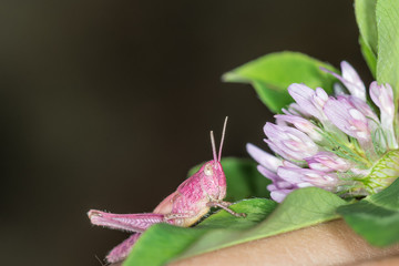 Кузнечик и цветок клевера.