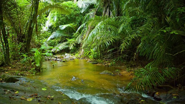 Natural mountain stream, flowing through a tropical rainforest wilderness with big rocks, deadfall and dense vegetation growing along the banks, with sound. Video 4k