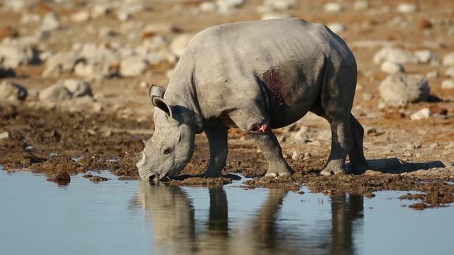 A black (hooked-lipped) rhinoceros (Diceros bicornis) drinking water, Etosha National Park, Namibia