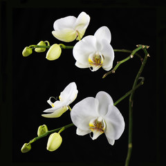 Naklejka na ściany i meble Beautiful white orchid branch on black background.