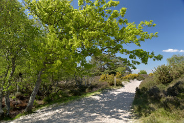 Path through sand dunes, Studland Nature Reserve, Dorset