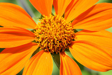 pollen/pollen of flower.