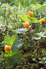 Ripe juicy cloudberries in the northern forest in a swamp covered