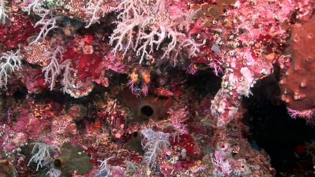 Beautiful red coral indonesian sea scuba diving