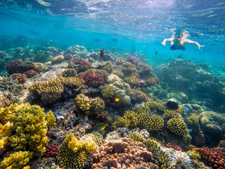 Naklejka na ściany i meble Underwater shoot of a young boy snorkeling in red sea