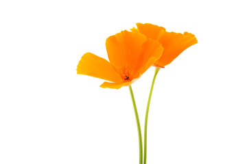 orange poppy