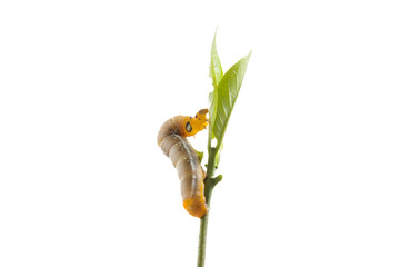Caterpillar atop a leaf isolated white background.