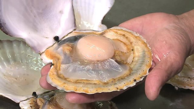 ホタテ
