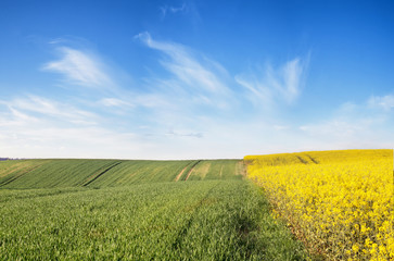Wiosenne pole © Mike Mareen