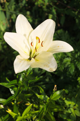 Lily in the garden
