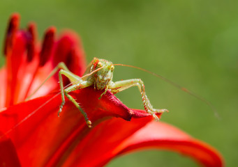 Зелёный кузнечик