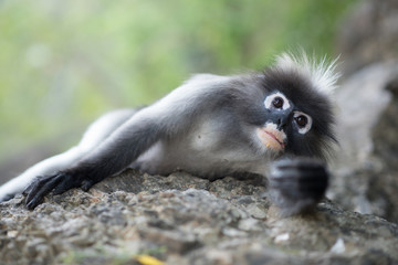 South Langur or Dusky leaf monkey is residents in Thailand (Trachypithecus obscurus), Selective focus.
