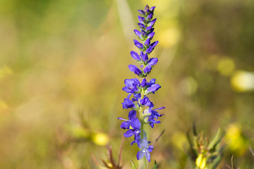 blue wildflower on blurred background