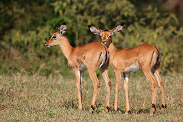 Naklejka na ściany i meble Two small impala antelope (Aepyceros melampus) lambs, Lake Nakuru National Park, Kenya.