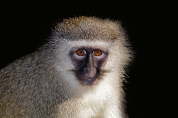 Portrait of a vervet monkey (Cercopithecus aethiops) against a dark background, South Africa.