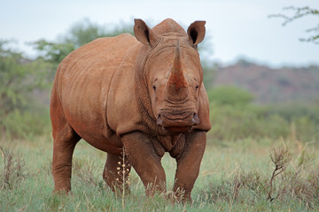 Obraz premium A white rhinoceros (Ceratotherium simum) in natural habitat, South Africa.