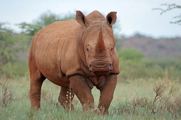 Papier Peint photo Rhinocéros Un rhinocéros blanc (Ceratotherium simum) dans son habitat naturel, Afrique du Sud.
