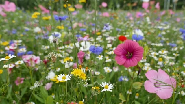 promenade dans les fleurs