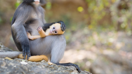 South Langur or Dusky leaf monkey is residents in Thailand (Trachypithecus obscurus),Selective focus only baby south langur.